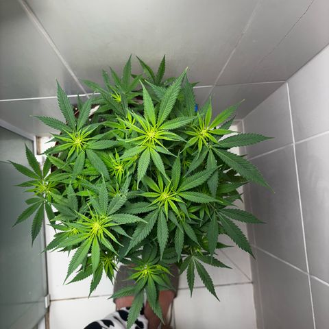 Venusaur growlog timeline photo