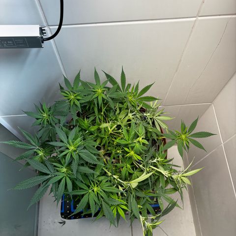 Venusaur growlog timeline photo