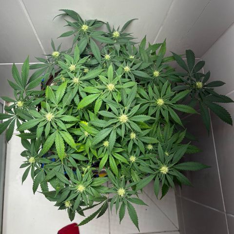 Venusaur growlog timeline photo