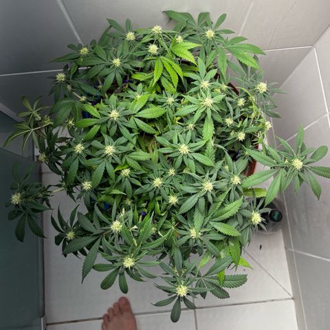 Venusaur growlog timeline photo