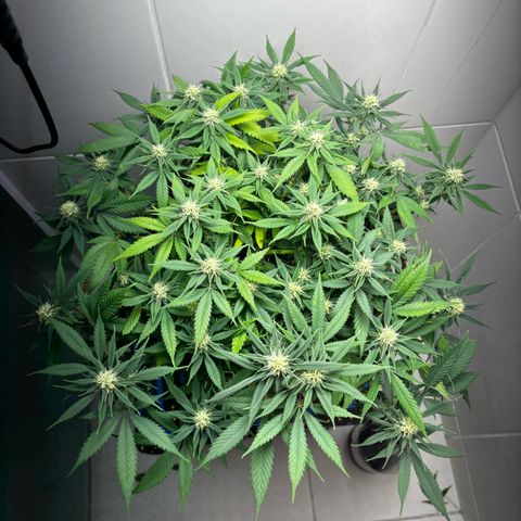 Venusaur growlog timeline photo