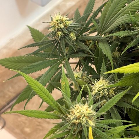 Venusaur growlog timeline photo