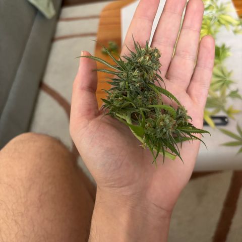 Venusaur growlog timeline photo
