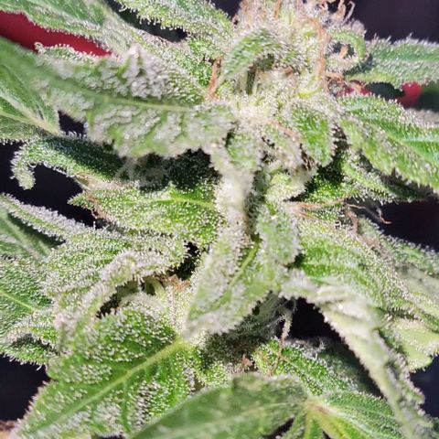 Unknown strain growlog timeline photo