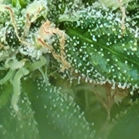 Unknown strain growlog timeline photo