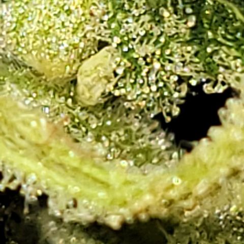 Unknown strain growlog timeline photo