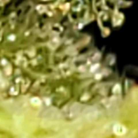 Unknown strain growlog timeline photo
