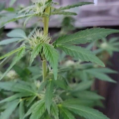 Unknown strain growlog timeline photo