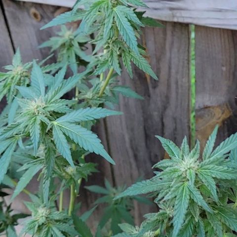 Unknown strain growlog timeline photo