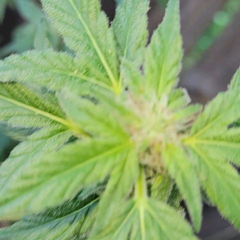 Unknown strain growlog timeline photo