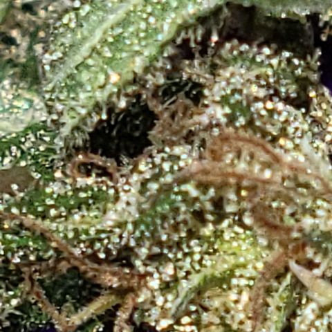 Unknown strain growlog timeline photo