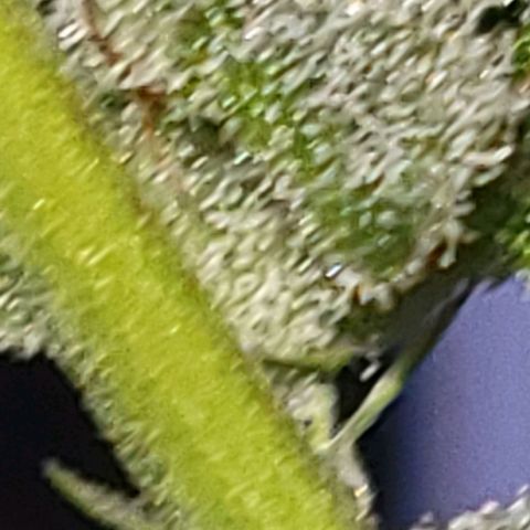 Unknown strain growlog timeline photo