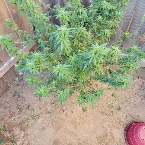 Unknown strain growlog timeline photo