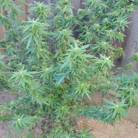 Unknown strain growlog timeline photo