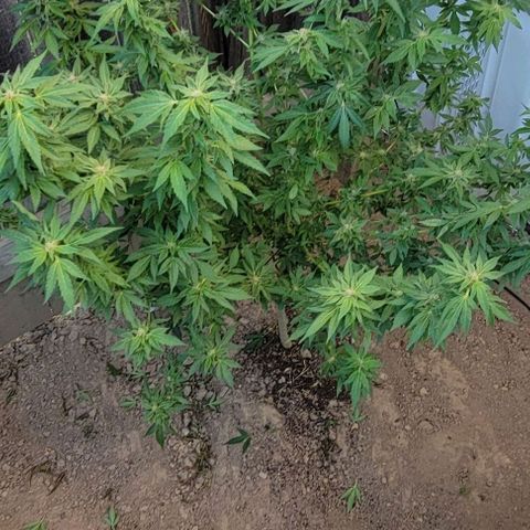 Unknown strain growlog timeline photo