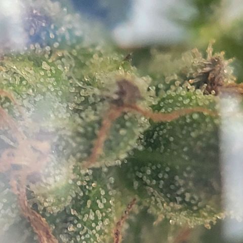 Unknown strain growlog photo: Took threw jewelers lens 