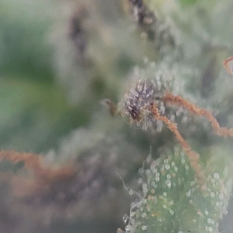 Unknown strain growlog photo: Took threw jewelers lens 