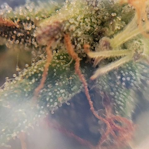 Unknown strain growlog photo: Took threw jewelers lens 