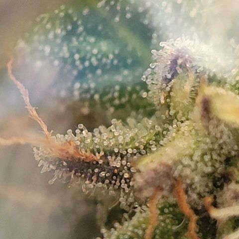 Unknown strain growlog photo: Took threw jewelers lens 