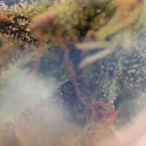 Unknown strain growlog photo: Took threw jewelers lens 