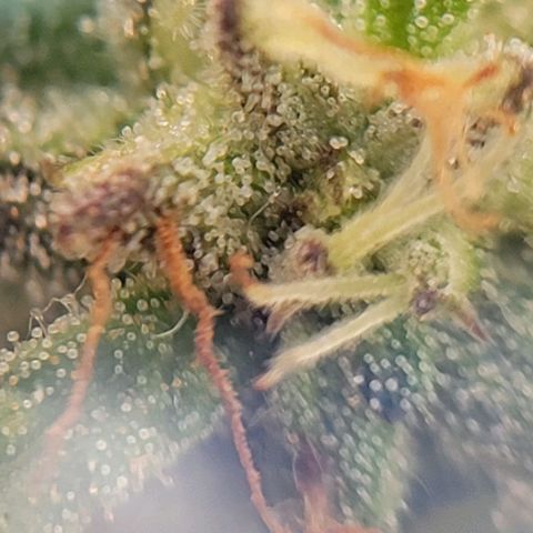 Unknown strain growlog photo: Took threw jewelers lens 