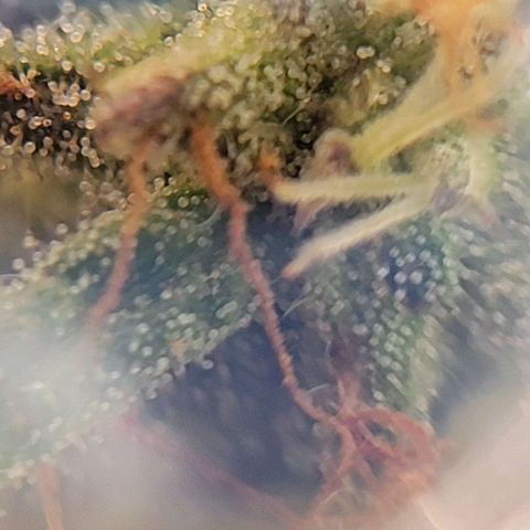 Unknown strain growlog photo: Took threw jewelers lens 