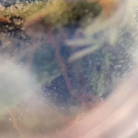 Unknown strain growlog photo: Took threw jewelers lens 