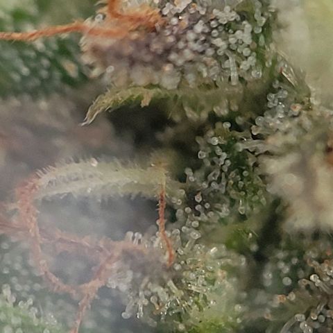 Unknown strain growlog photo: Took threw jewelers lens 