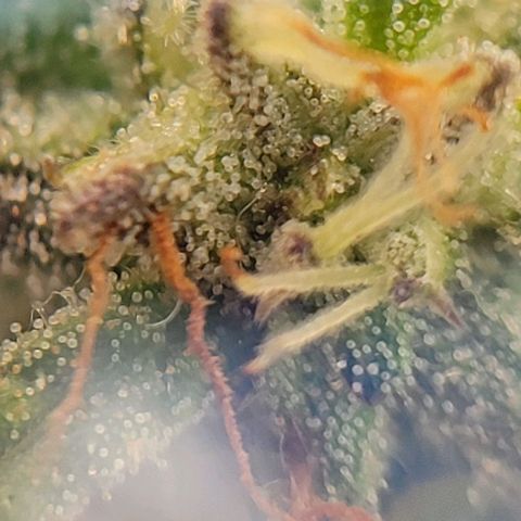 Unknown strain growlog photo: Took threw jewelers lens 