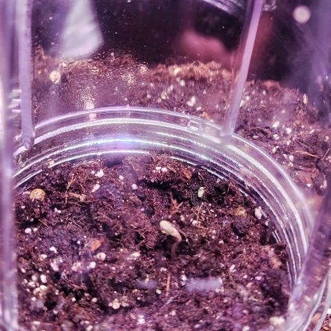 Primera growlog timeline photo