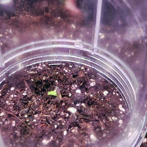 Plexus growlog timeline photo