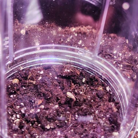 Primera growlog timeline photo