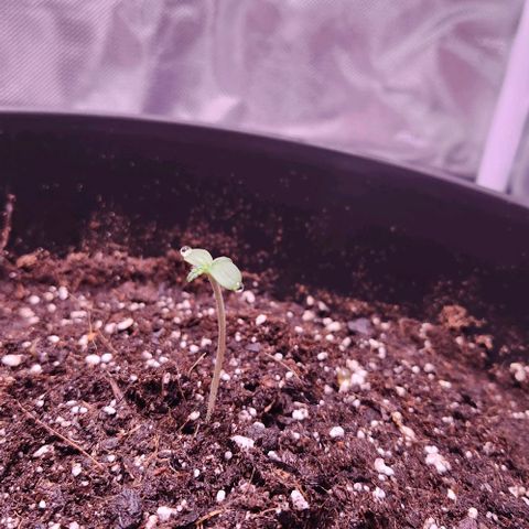 Plexus growlog timeline photo