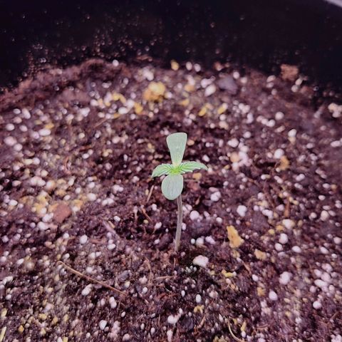Primera growlog timeline photo