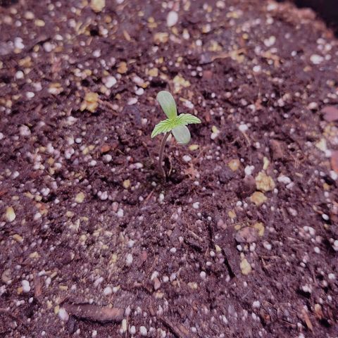 Plexus growlog timeline photo