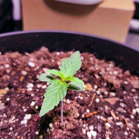 Plexus growlog timeline photo