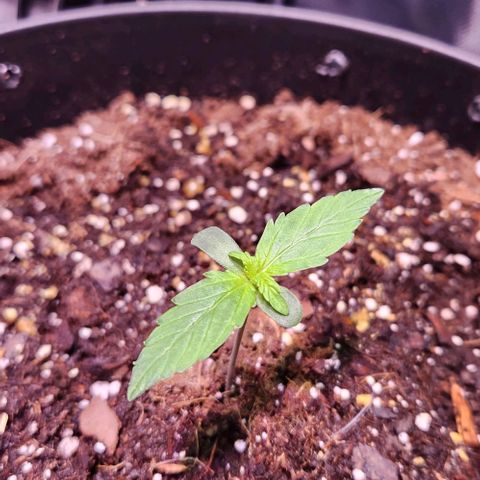 Primera growlog timeline photo
