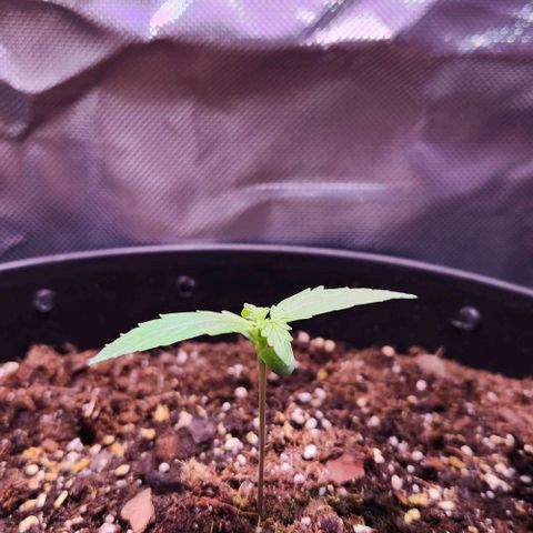 Primera growlog timeline photo