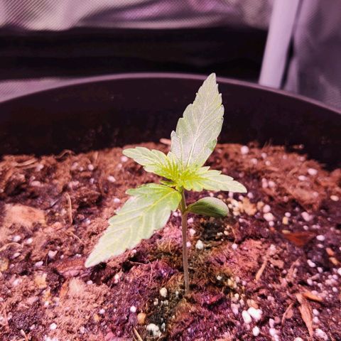 Plexus growlog timeline photo