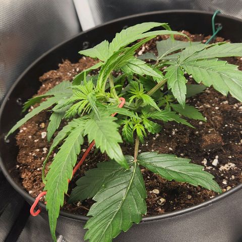 Primera growlog timeline photo