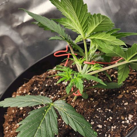 Plexus growlog timeline photo