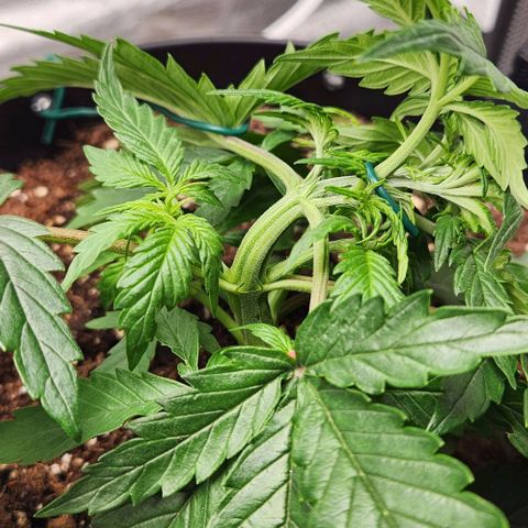 Primera growlog timeline photo