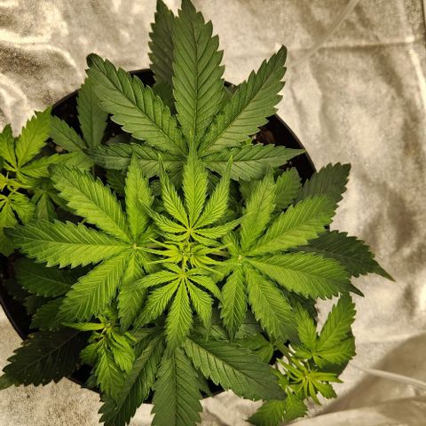 Primera growlog timeline photo