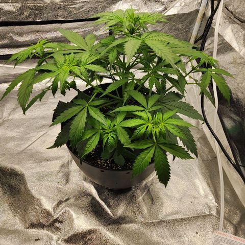 Primera growlog timeline photo