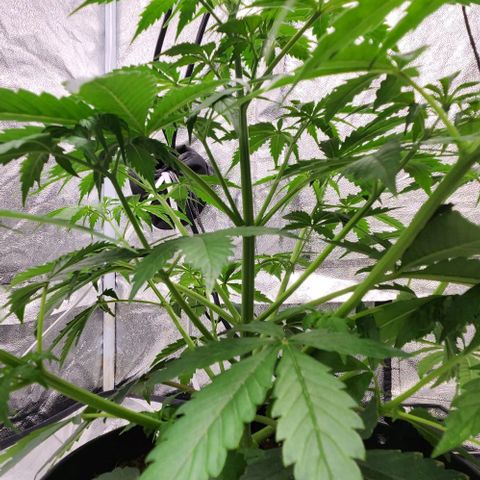 Primera growlog timeline photo