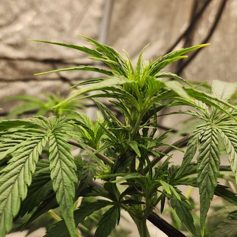 Primera growlog timeline photo