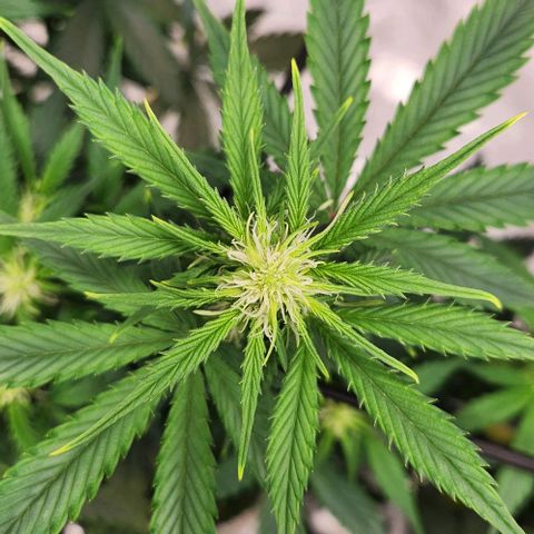 Primera growlog timeline photo