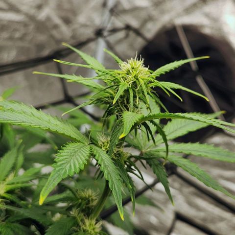 Primera growlog timeline photo