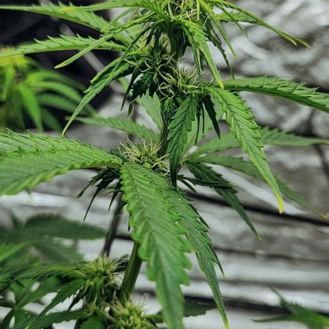 Primera growlog timeline photo