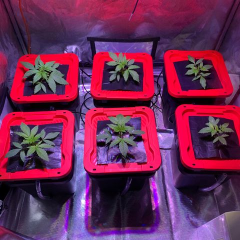 Purple Skid Marks growlog timeline photo